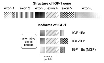 Mechano Growth Factor